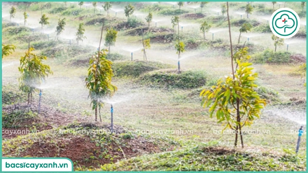 Chăm sóc sầu riêng con